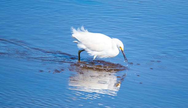 istock Snowy Egret and White Heron 1208253805