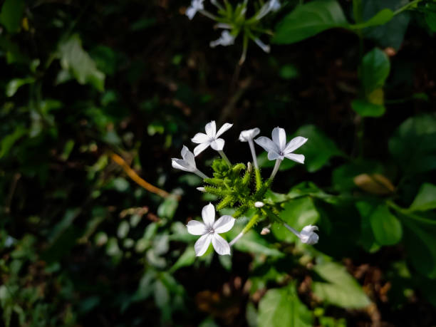 istock Wild flower macro shot in the morning. 1208253967