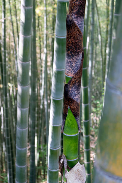 istock The trunk of a green bamboo tree close-up. 1208254134