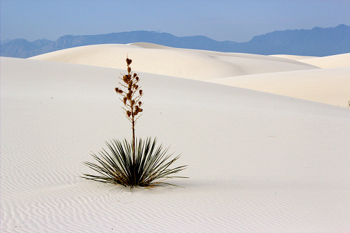 Certain species of Yucca can survive in the harsh environment of White Sands National Park, New Mexico