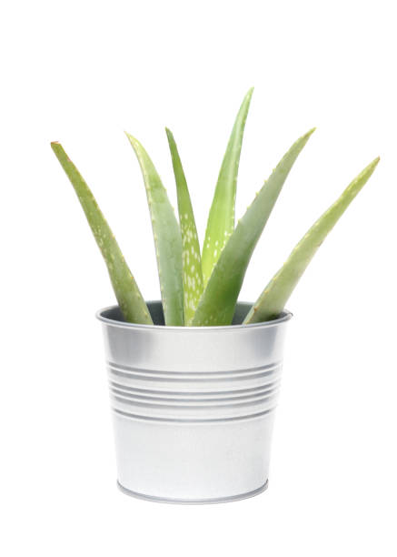 istock Aloe Vera Plant 1208259446