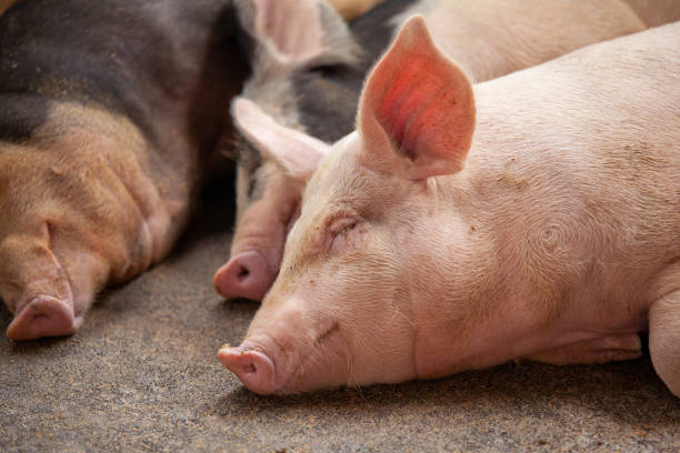 istock Some Pigs On The Farm 1208261927