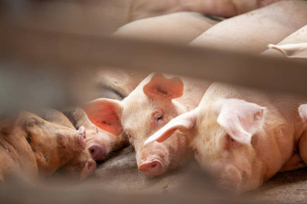alguns porcos na fazenda - domestic pig agriculture farm animal - fotografias e filmes do acervo