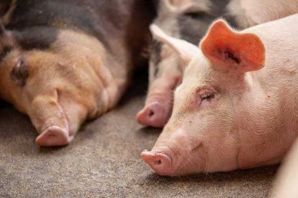 istock Some Pigs On The Farm 1208263162