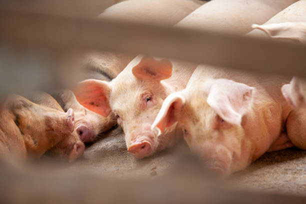istock Some Pigs On The Farm 1208263370