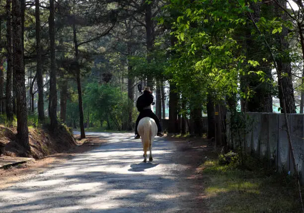 Man wear cowboy hat, ride a horse on country road throught pine jungle, row of tree along path in sunny evening at Da lat city, Viet Nam