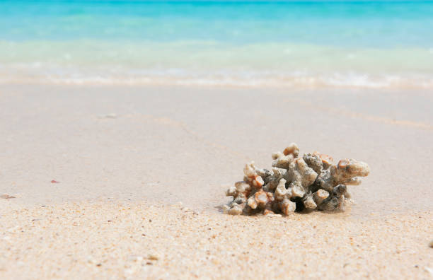 istock Underwater coral, and sand. Sea scene. 1208270014