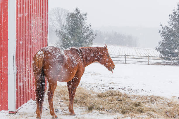 istock Horse in a snow storm. 1208270702
