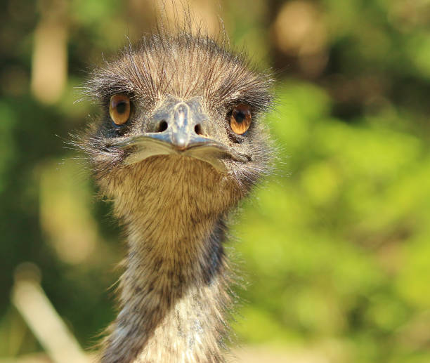 istock Emu - Dromaius novaehollandiae 1208272351