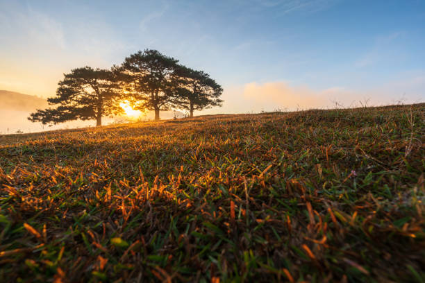 istock Big pine trees on yellow grass hill in early morning 1208272471