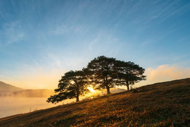 istock Big pine trees on yellow grass hill in early morning 1208272472