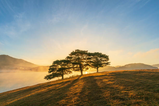 Big pine trees on yellow grass hill in early morning