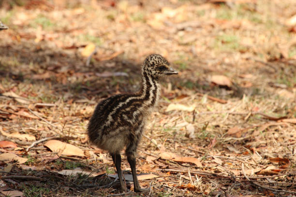istock Emu - Dromaius novaehollandiae 1208273089