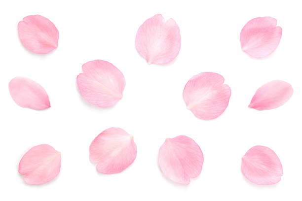 istock Japanese pink cherry blossom petals abstract on white background 1208273129