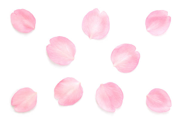 istock Japanese pink cherry blossom petals abstract on white background 1208273131