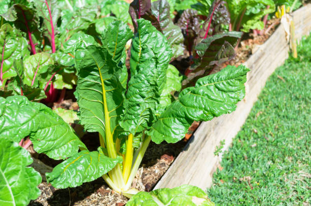 istock swiss chard ready for harvest in the summer vegetable bed 1208273314