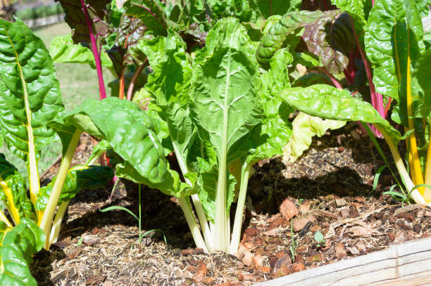 istock swiss chard ready for harvest in the summer vegetable bed 1208273428