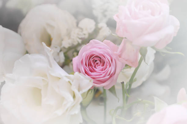 istock Rose is beautiful and romantic for background. 1208274126