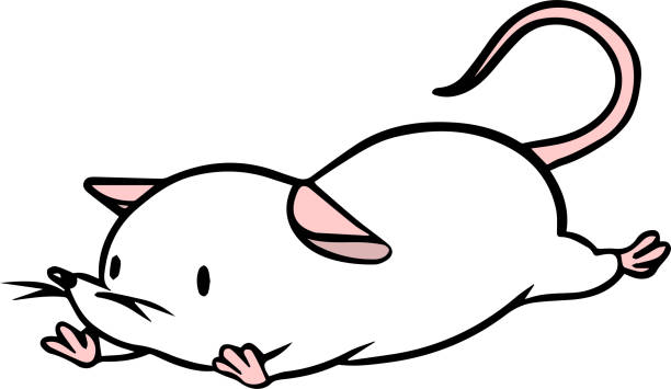 ilustrações, clipart, desenhos animados e ícones de ilustração vetorial do rato caído - mouse computer mouse pets white background