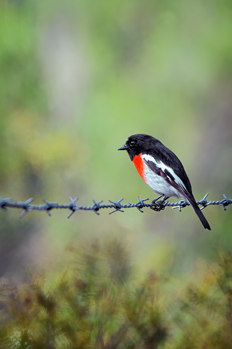 The scarlet robin is a common red-breasted Australasian robin in the passerine bird genus Petroica. The species is found on continental Australia and its offshore islands, including Tasmania.