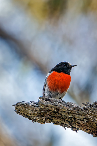 The scarlet robin is a common red-breasted Australasian robin in the passerine bird genus Petroica. The species is found on continental Australia and its offshore islands, including Tasmania.