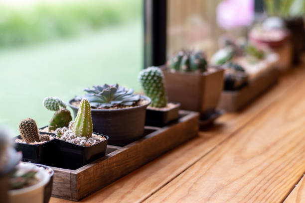 istock Cactus near the large window, close-up. 1208275957