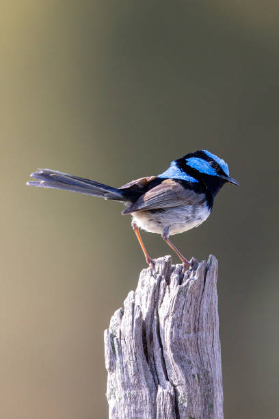 istock Superb Fairywren - Malurus cyaneus 1208276087