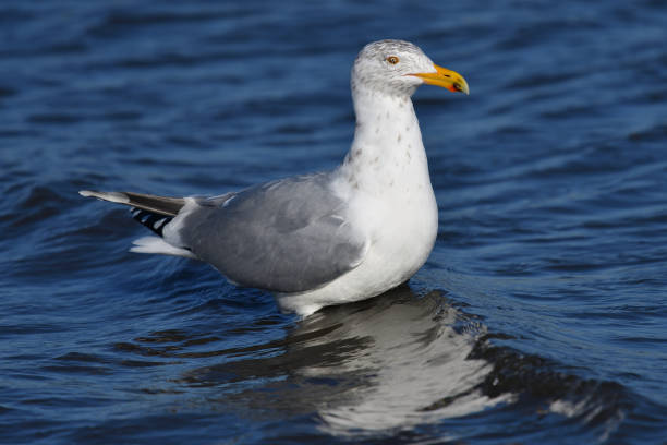 istock Herring gull on Long Island Sound in winter 1208276090