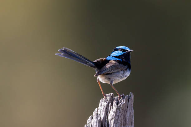 Superb Fairywren - Malurus cyaneus
