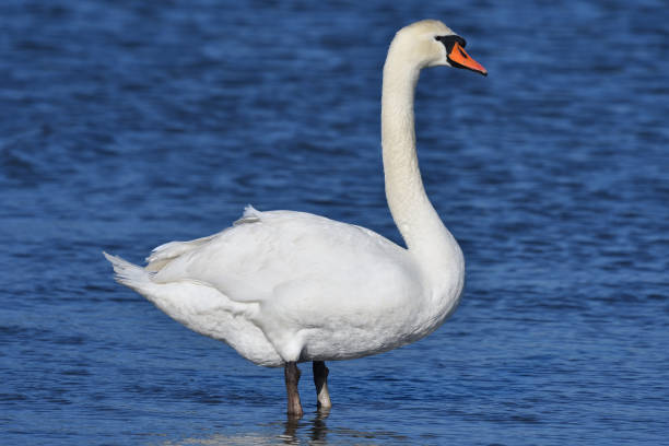 istock Mute swan at water's edge 1208276172
