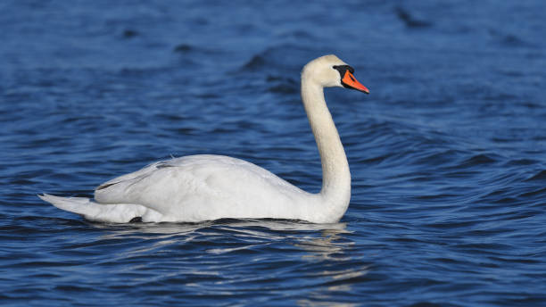 istock Mute swan in Long Island Sound 1208276189