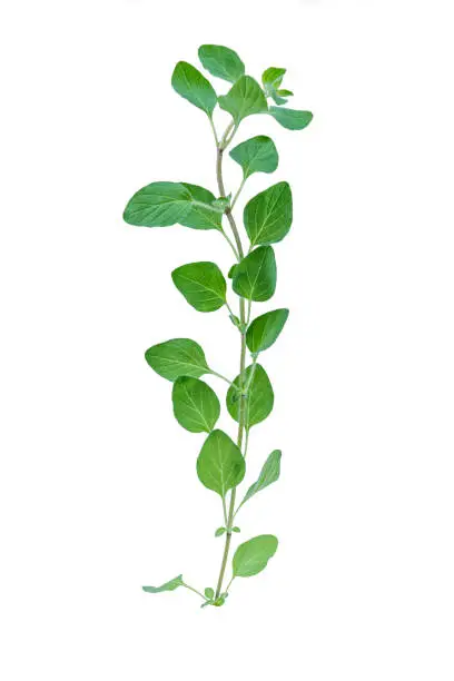 Green oregano leaves isolated over white background