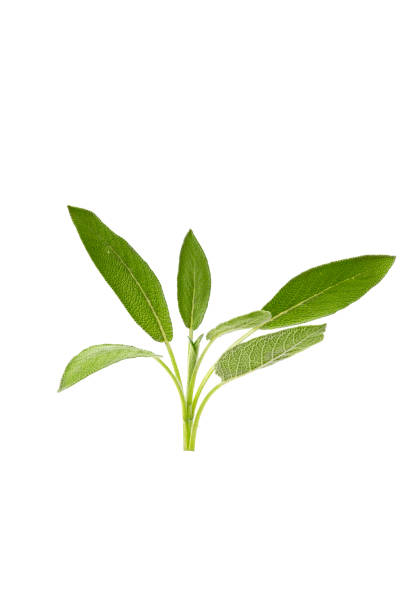 istock Green twig of sage 1208276260