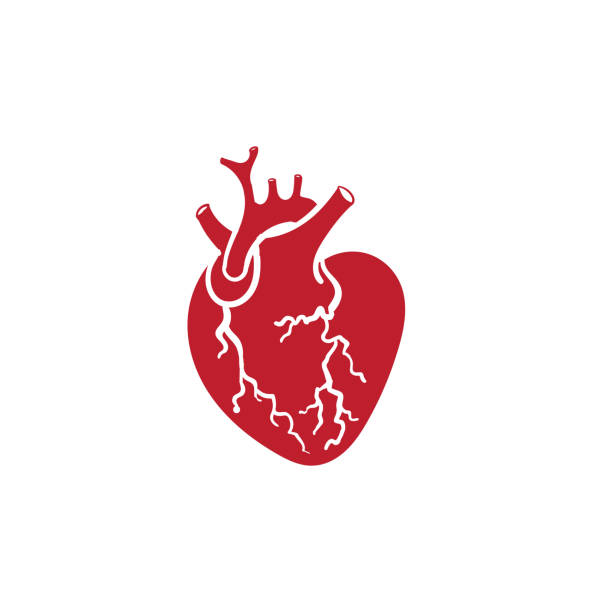 рука обращается вектор изолированных человеческого сердца. анатомически правильное сердце с венозной системой. - pulse trace human cardiovascular system heart shape heart disease stock illustrations