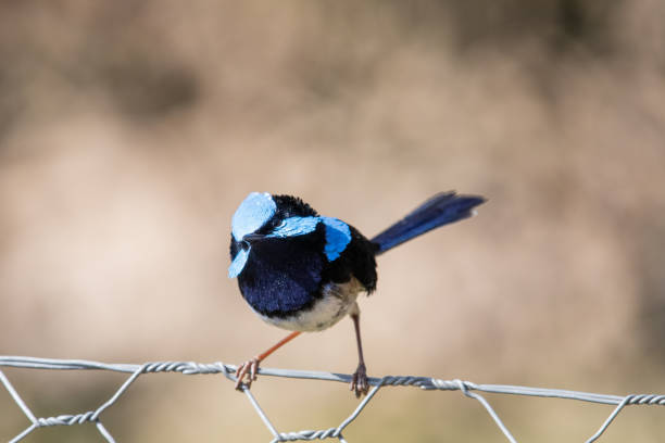 istock Superb Fairywren - Malurus cyaneus 1208277293