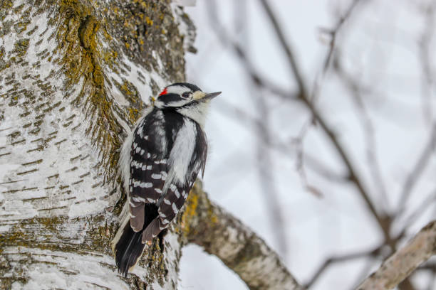 istock Downy Woodpecker perched in tree during winter, male. 1208277994