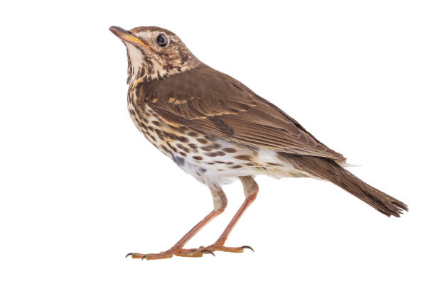 istock Song thrush isolated on a white 1208279125