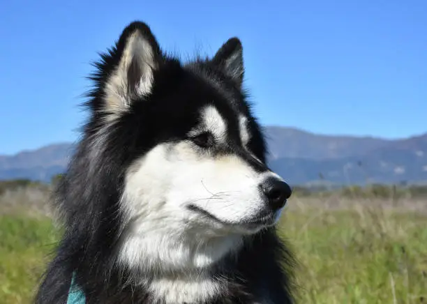 Beautiful black and white fluffy husky dog sitting in a field.