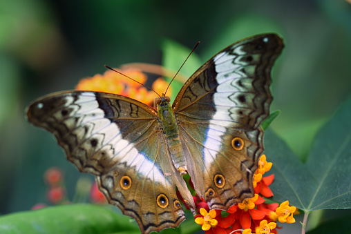 Close-up of a tropical butterfly \