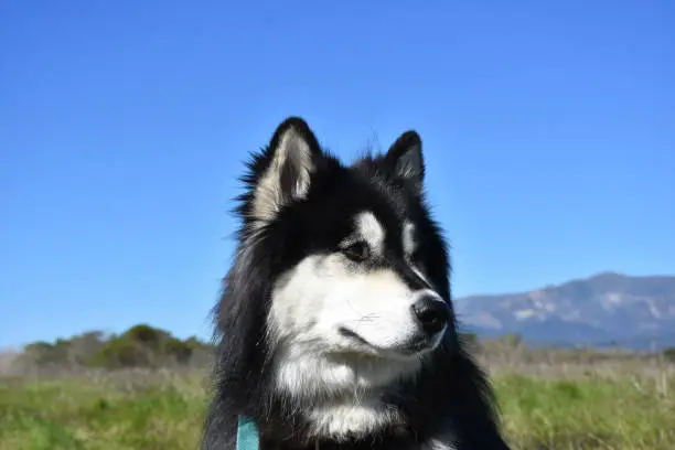 Stunning Siberian Husky dog in a field with mountains in the background.