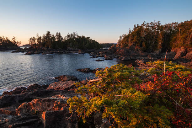 istock Wild Pacific Trail Located In Ucluelet, British Columbia 1208279533
