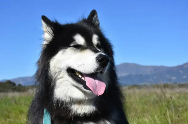 Husky squinting in the sun with his tongue hanging out.