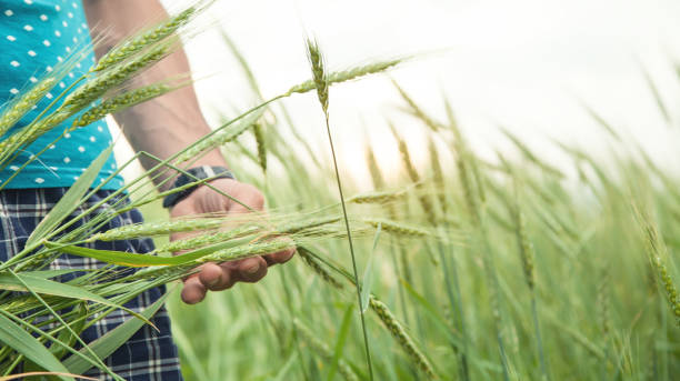 istock Beautiful view. Man holding wheat 1208280326