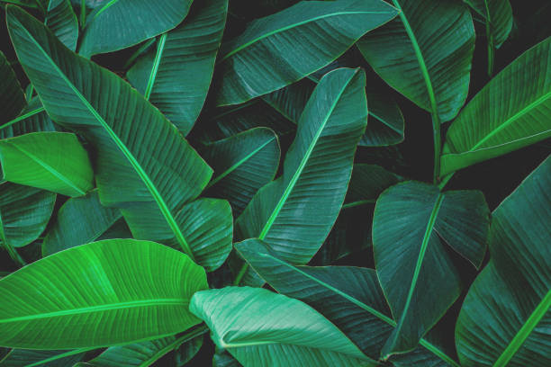 istock tropical green banana leaf background 1208288621