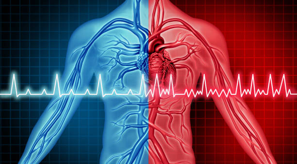 trastorno de fibrilación auricular - fibrillation fotografías e imágenes de stock