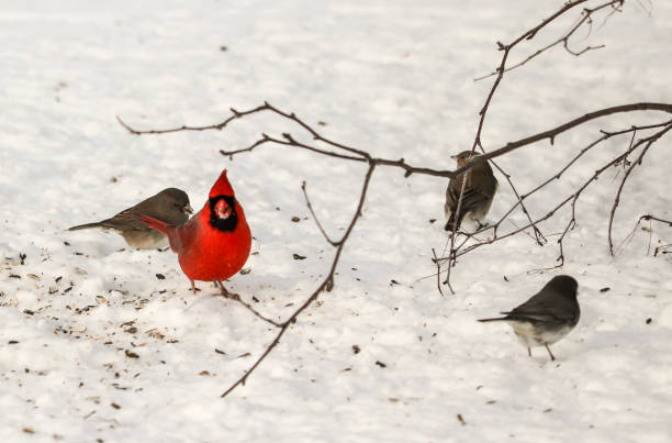 istock Male Red cardinal and Juncos 1208289655