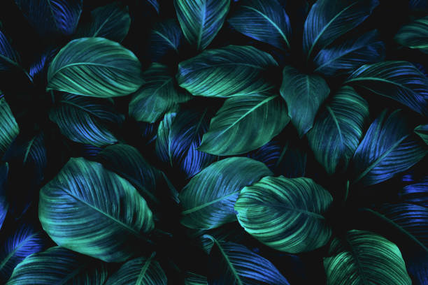 abstracto hojas verdes fondo - clima tropical fotos fotografías e imágenes de stock