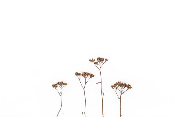istock Dry grass covered with snow in winter 1208289675