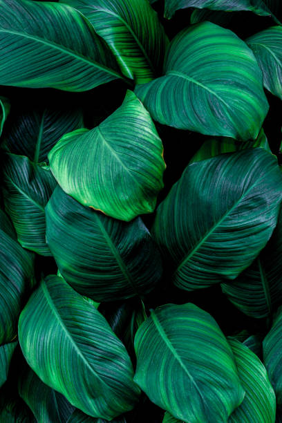 istock abstract green leaves background 1208290015