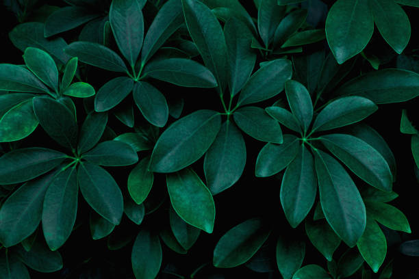 istock closeup nature view of green leaf background 1208290391